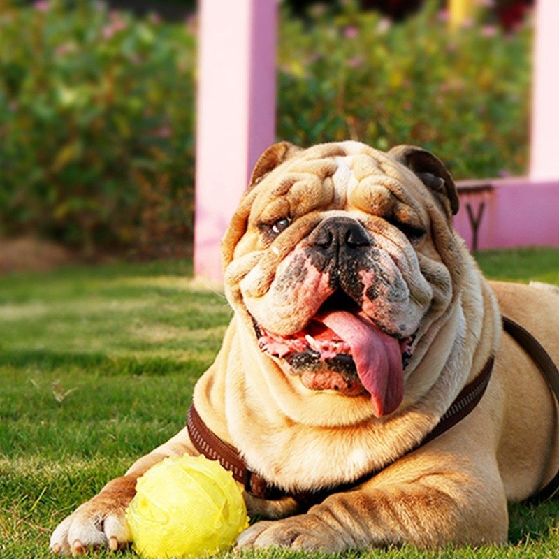 Hollow Rubber Chew Toy - Stuffable hollow chew ball for power chewers
